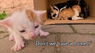 Mama cat was worried after she and her crying kitten were thrown into the street || Save Mama Cat.