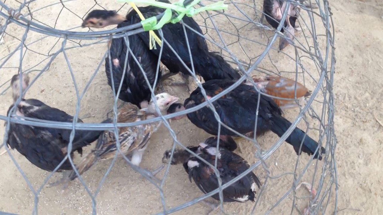 Easy Way To Make Birds Trap At Kandal -How to catch chicken by net
