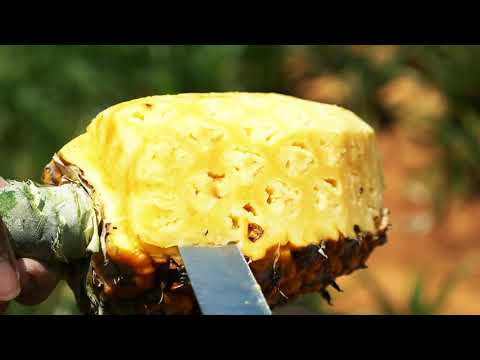 วีดีโอ: เวลาเก็บเกี่ยวสับปะรด - เวลาและวิธีเก็บเกี่ยวต้นสับปะรด