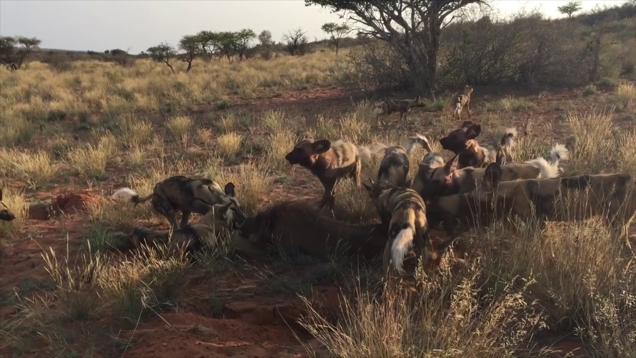 Wild dogs vs Warthog (Not for sensitive viewers) - YouTube