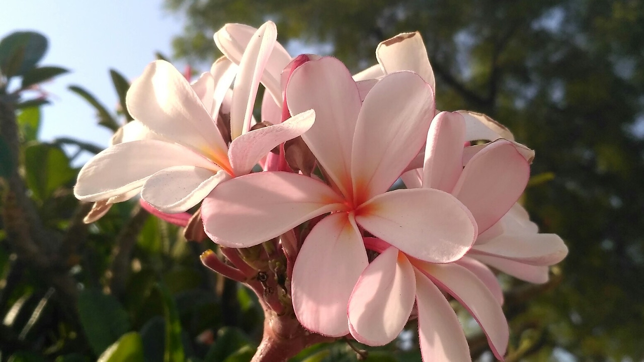 Micromax Evok power camera test