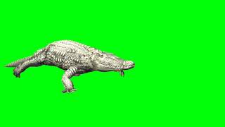 Crocodile Green Screen Video Animation Vfx Chromakey