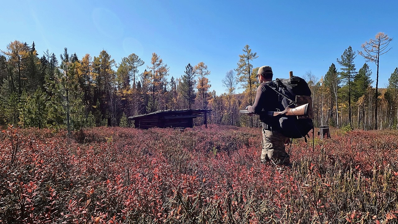 В ПОИСКАХ МЕДВЕДЯ. СОБАКИ ОБЛАЯЛИ СОБОЛЯ И БЕЛКУ. МАНЮ РЯБЧИКА. #охота #рябчик #соболь