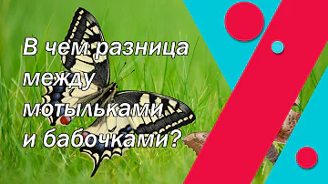 В чем разница между мотыльками и бабочками?