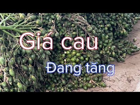 Báo giá cau