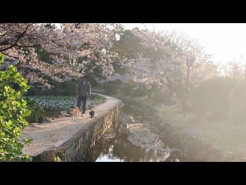桜満開の公園をパトロールするニャ！Cherry Blossom Walk