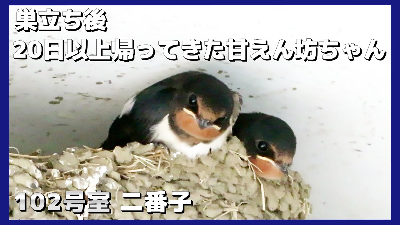 ツバメ》2023年 我が家のツバメ㉖「8月のツバメたち」(丸ちゃん
