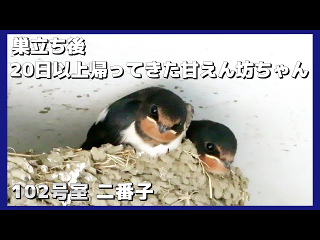 う*み様 ツバメの巣 715swgYD86L._UF350,350_QL80_.jpg
