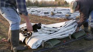 Silage Tarping to Create a Stale Seed Bed