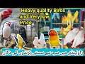 Visit the best bird shop in rawalpindi for highquality birds at unbeatable  prices