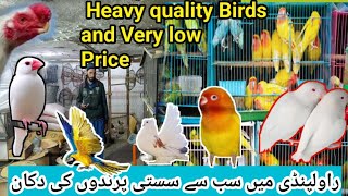 Visit the Best Bird Shop😱 in Rawalpindi for High-Quality Birds at Unbeatable  Prices