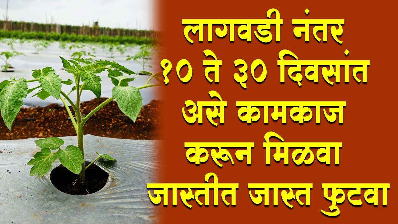 #लागवडी नंतर १० ते ३० दिवसांत असे #कामकाज करून मिळवा #जास्तीत जास्त #फुटवा।#Doctor_Kisan#टोमॅटो