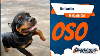 Amazing Transformation | Oso | 6 mo. old Rottweiler | 2Week Board & Train | Off Leash K9 Cincinnati