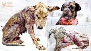 Dogs Turning To Stone From Mange Sores Can't Even Beg For Help  Viktor Rescues Bella Oscar & Helena