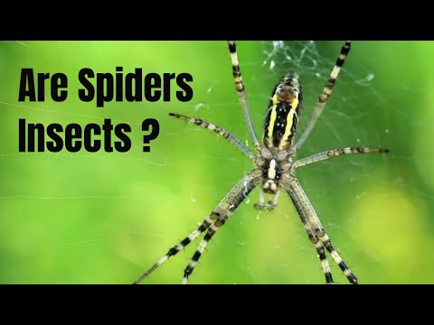 Why a spider is not an insect