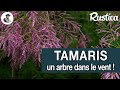 Le tamaris tamarix un arbre  fleurs dans le vent