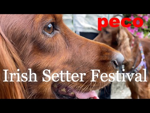 アイリッシュセター祭(peco Irish Setter Festival) アイリッシュセター(アイリッシュセッター)Irish Setor(Irish Setter)