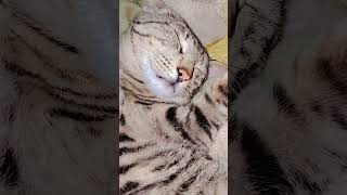 #reach #like #shortvideo #growth #comedyshorts #viralvideo #cat #subscribe #pets #trending #funny 😂😂