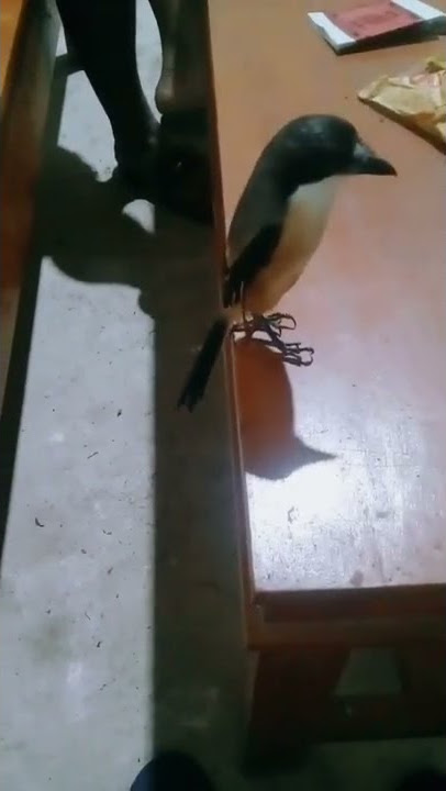 Story wa || burung pentet/cendet penurut lucu