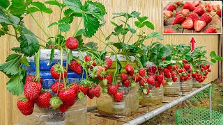 : So Unexpected, Growing Strawberries in plastic bottles is very easy and has a lot of fruit
