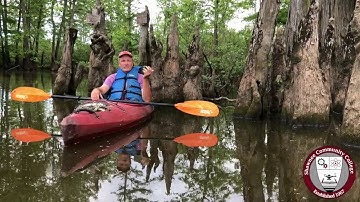 Science In Seconds: The Bald Cypress Tree