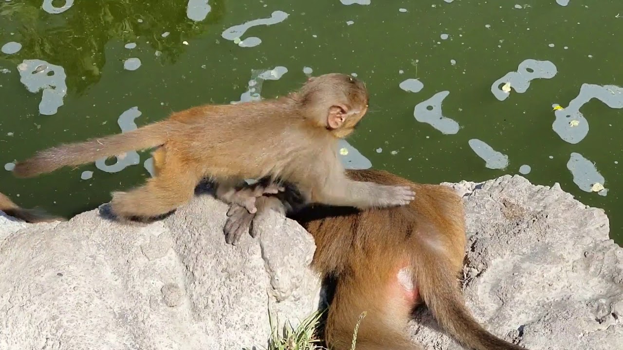 Нападение обезьян. Остров обезьян Вьетнам. Вьетнамские обезьяны.