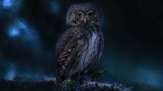 Owl At Night - Sound Effect