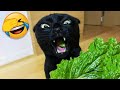 Funniest cats and dogss  funny animals 2023  8