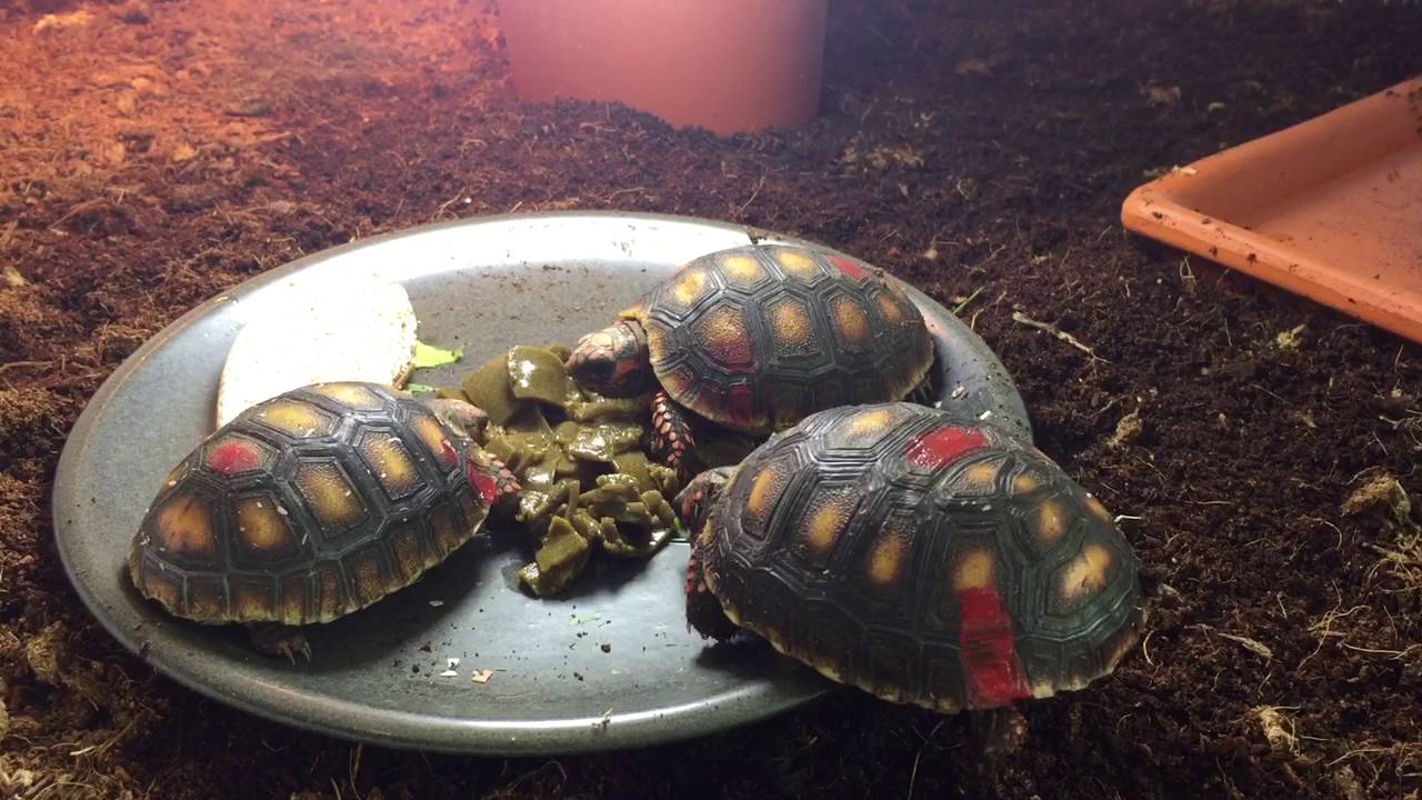 repashy tortoise