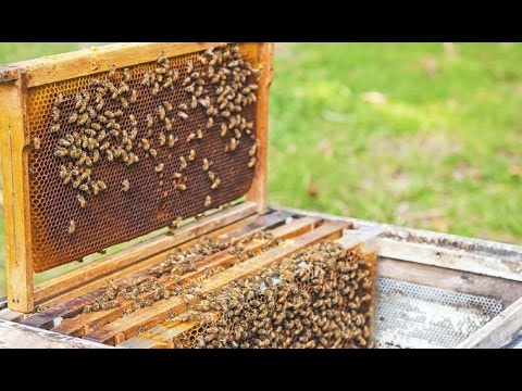 Apiculture : l'organisation des abeilles dans la ruche - Truffaut