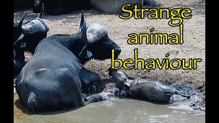 Bizarre Animal Interaction Caught on Camera: Warthog Licking a Buffalo