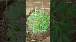 2021 outdoor grow update