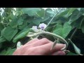 Hawaiian baby woodrose organic hawaii hbwr argyreia nervosa
