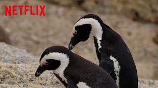 Penguin Lovebirds: The Bougainvilleas  Penguin Town | Netflix After School
