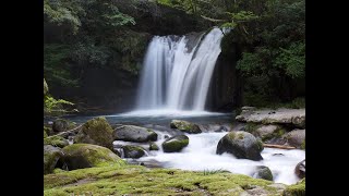 The Relaxing of Water Relieves from Stress and Anxiety, Birds Song in the Forest, Deep Healing Music