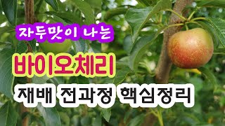 바이오체리나무 키우기 - 재배 전과정 핵심정리 #나무특성 #식재방법 #수형잡기 #병충해 #시비 등