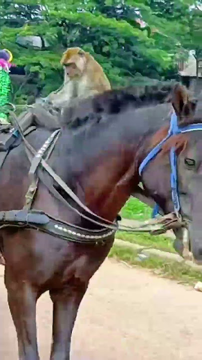 naik delman istimewa-lirik lagu naik delman #automobile #kuda #kudacikunir #naikkuda #riding