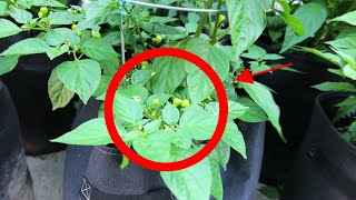 JULY PEPPER GARDEN UPDATE! (END OF JULY 2025) PODS ARE HERE!