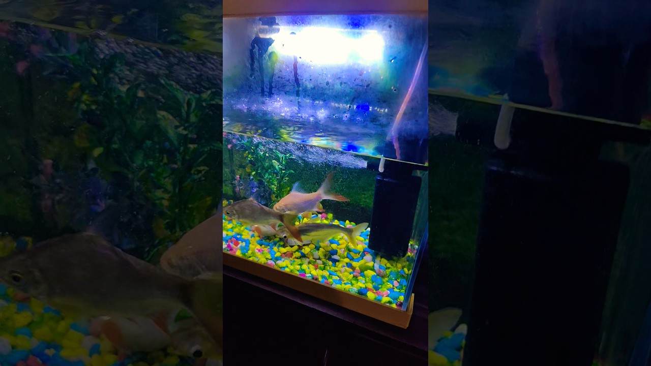 #fish#aquarium #music #love #song 🐠🐠🐠🦈🐬🐳🐋🙏🙏