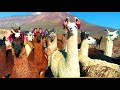 UNDER THE SIEGE OF LLAMAS