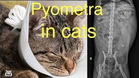“Pyometra in Cats: Everything You Need to Know"