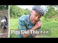 How I Got My Pigs to Plant Grass (in the forest)