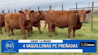 COMPILADO VIDEOS ANGUS PC