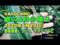 【XYOSSIYのライフチャンネル】6月20日庭の果樹の状況（マンゴー、イチジク各種、ブドウ各種、ビワ、フエジュアなど、家庭果樹栽培、果樹栽培、熱帯果樹栽培）