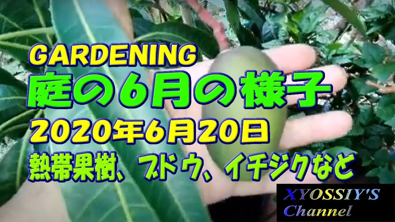 XYOSSIY's Life Channel] Garden Fruit Tree Update on June 20th