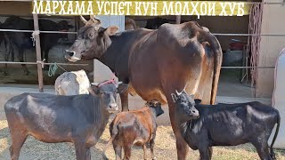 картинка: 😱МОЛХОИ ХУБ НАРХҲОИ ДАСТРАС 🤷‍♂️.ТЕЛ:+992 008 08 88 47🤙. 11 сентября 2025 г