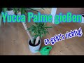 Yucca Palme gießen so viel Wasser braucht die Palmlilie
