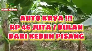 AUTO KAYA DARI BERKEBUN PISANG II PASSIVE INCOME RP 46 JUTA PER BULAN