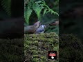 Amazing Forest Birds In The UK Birds Nature Birdphotography Amazing Forest Birds In The UK Birds Nature Birdphotography