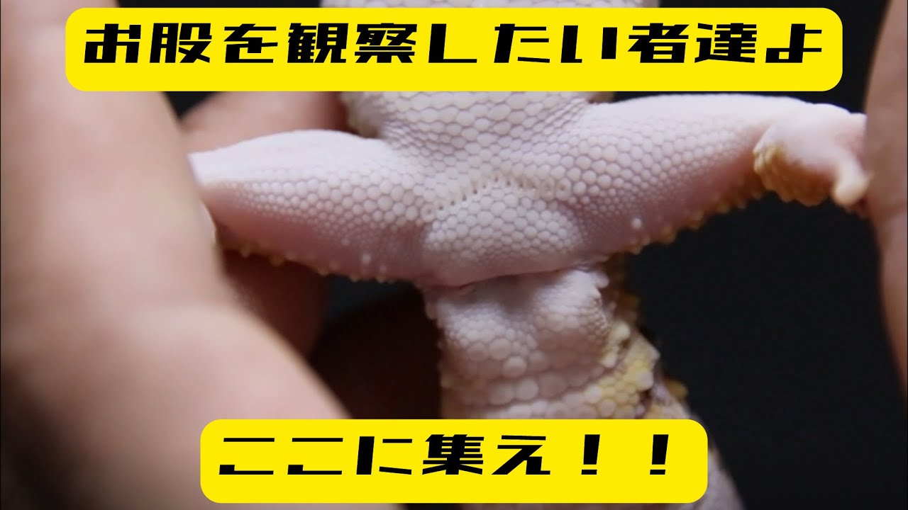 レオパのオマタ博覧会（雌雄判別）